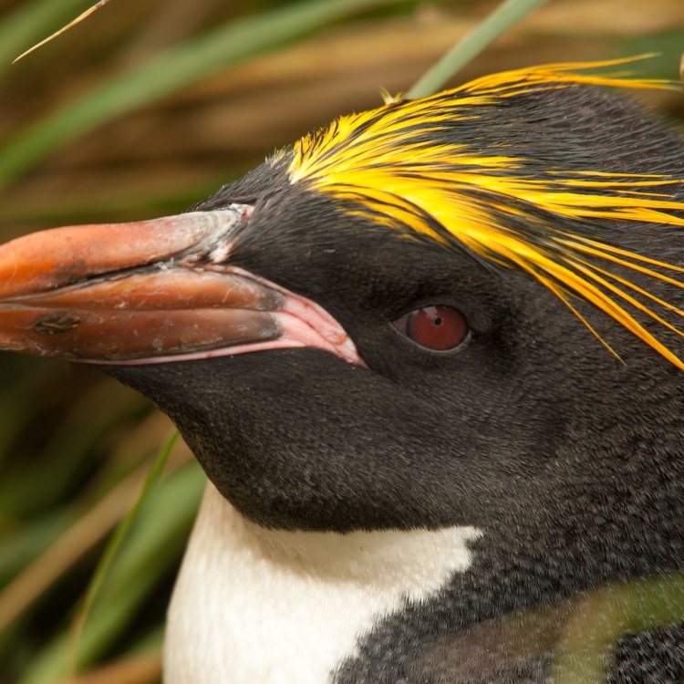 Discover the Macaroni Penguin: A Master of Adaptation in the Southern Seas