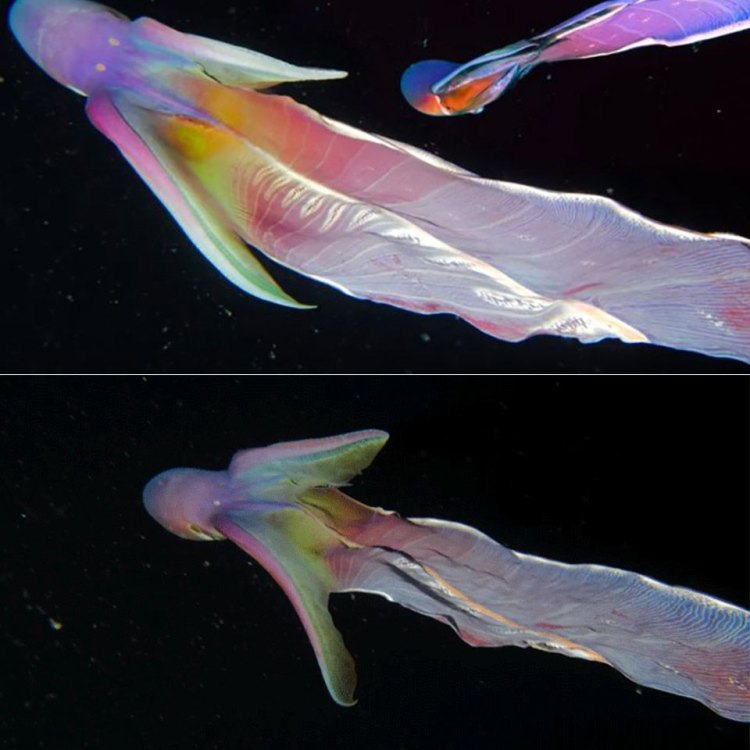 The Enigmatic Blanket Octopus: A Master of Deception and Adaptation