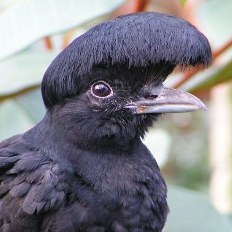 The Majestic Umbrellabird: A Master of the Tropical Forests