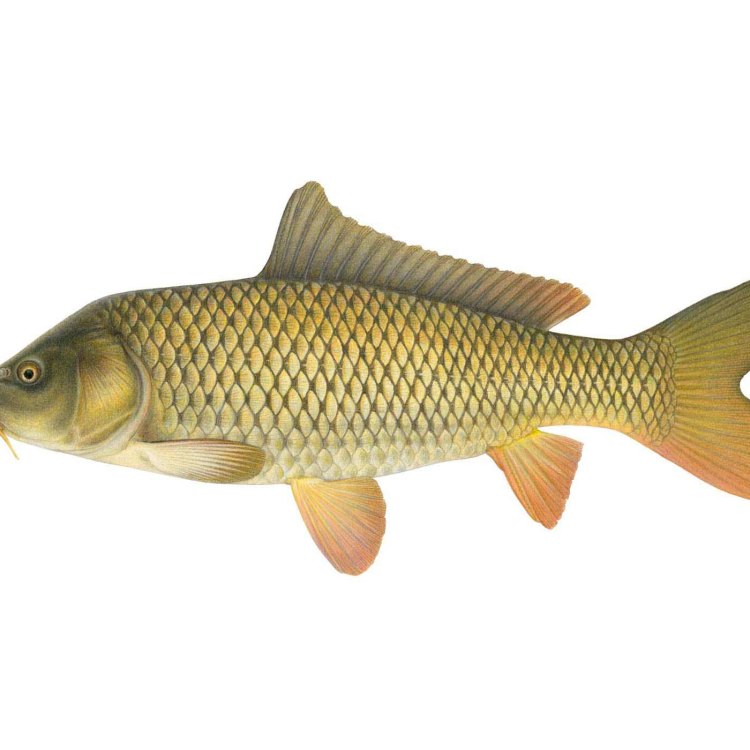 The Mighty Carp: An Omnivorous Fish in Freshwater