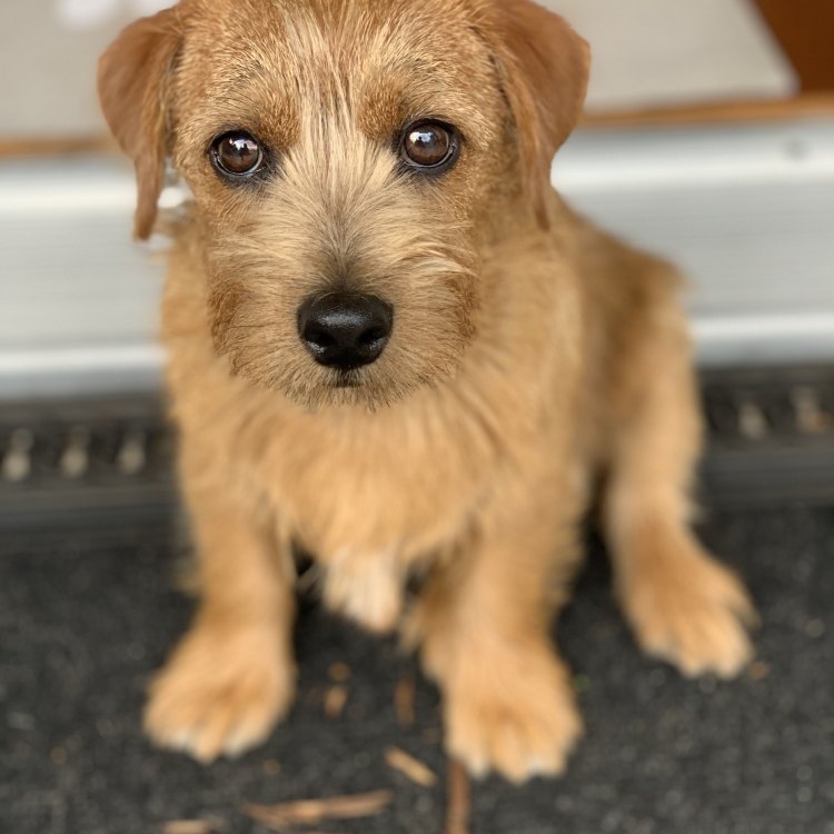 The Adorable and Loyal Norfolk Terrier: A Charming Companion