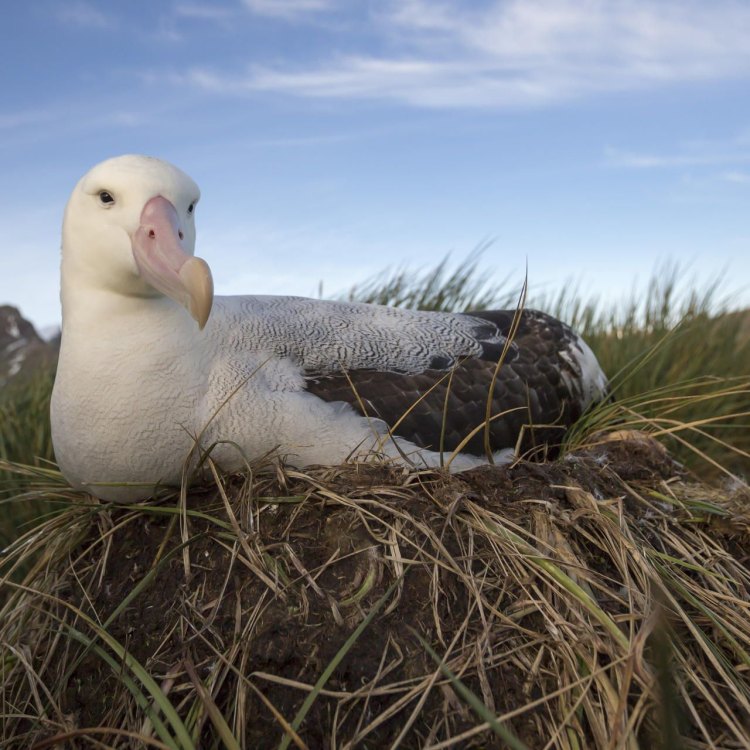 The Giant of the Open Ocean: Wandering Albatross