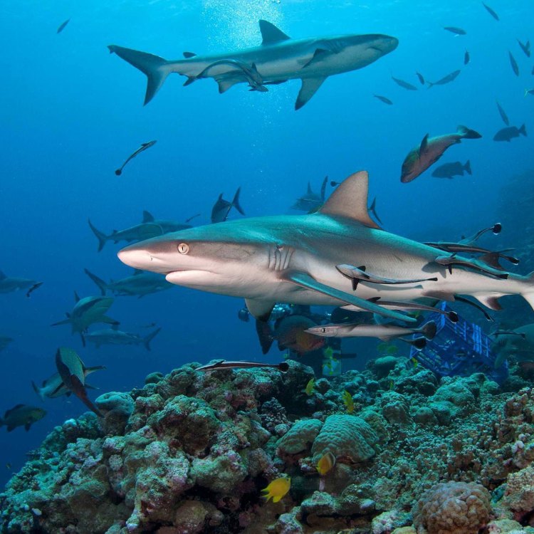 The Incredible Reef Shark: Exploring the World Below the Surface