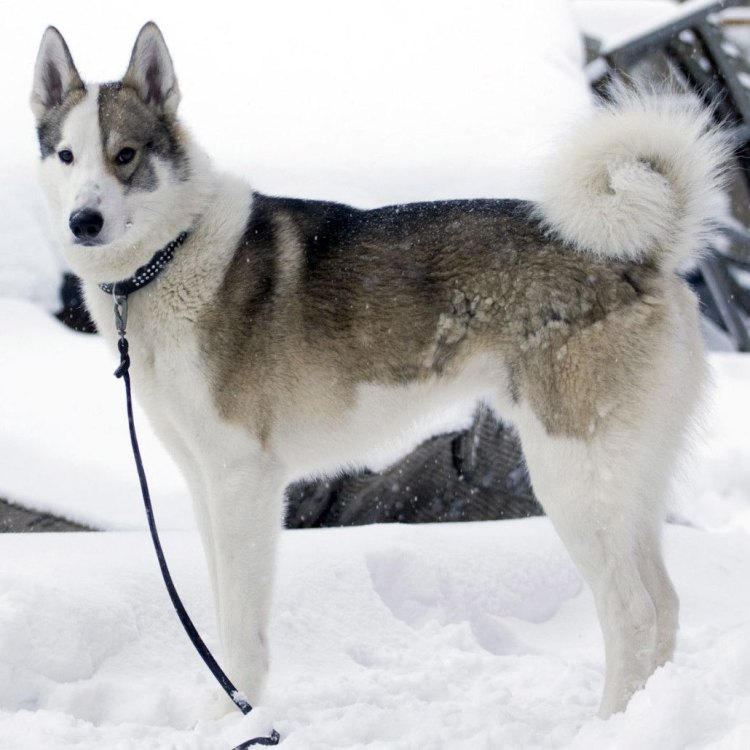 The Magnificent and Mighty East Siberian Laika: A Canine of the Wild Tundra