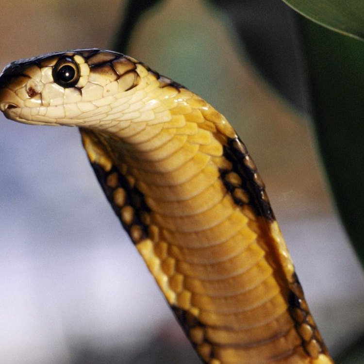 King Cobra: The Majestic Serpent of Southeast Asia