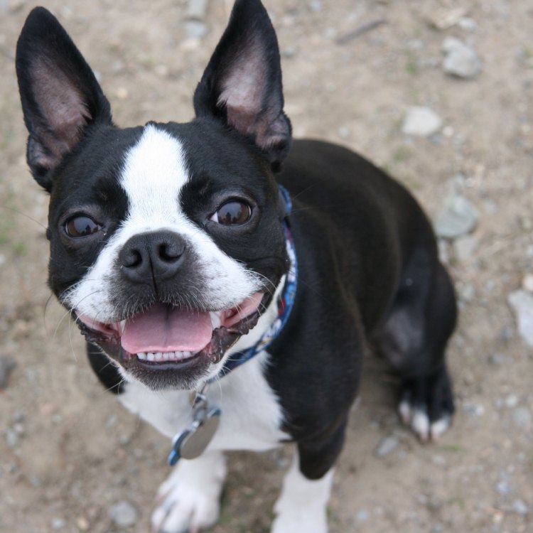 The Charming and Endearing Boston Terrier: A Beloved Companion