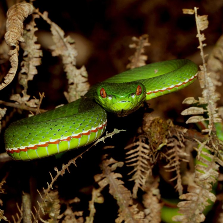 The Enigmatic Tree Viper: A Venomous Beauty of the Rainforest