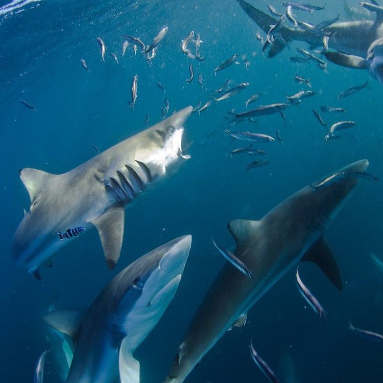 Discover the Mysteries of the Dusky Shark: A Fierce Predator of the Seas