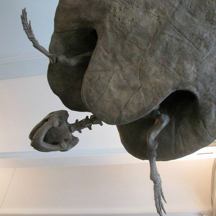 The Unforgettable Stupendemys: A Giant Turtle from Ancient South America