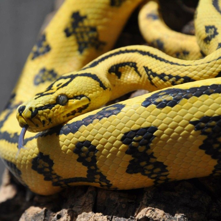 The Alluring Jungle Carpet Python: A Magnificent Creature of the Australian Rainforests