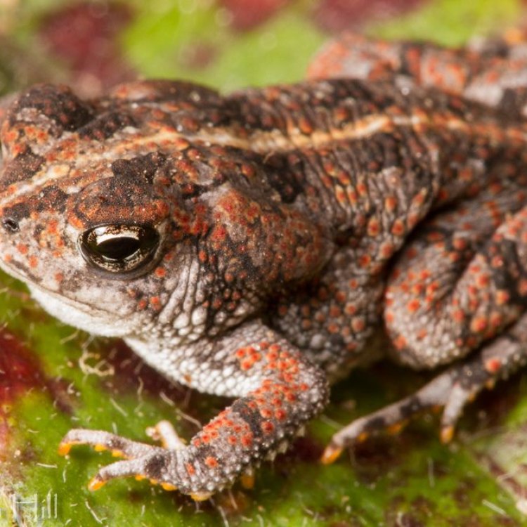 The Magnificent Oak Toad: A Small But Mighty Amphibian Found in North America