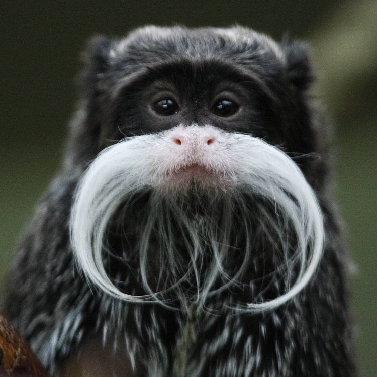 The Amazing World of Monkeys: Exploring the Fascinating Primates