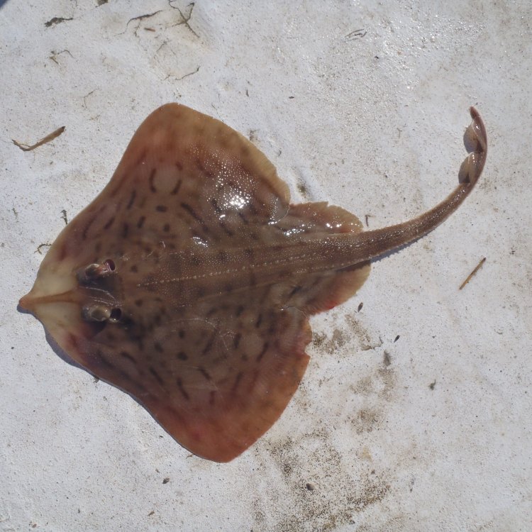 The Mysterious and Fascinating Skate Fish: Exploring the Depths of the Ocean