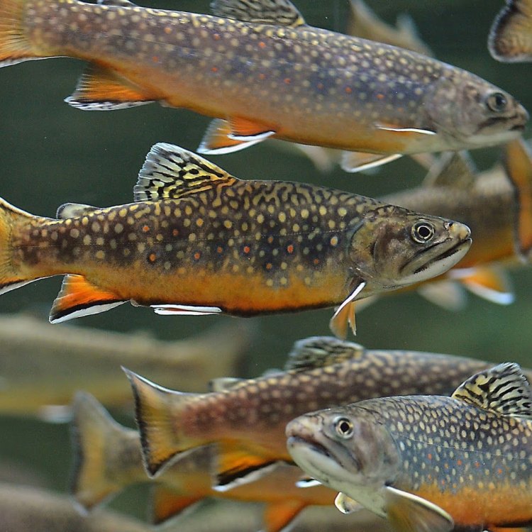 The Mighty Brook Trout: A Gem of the Cold Waters