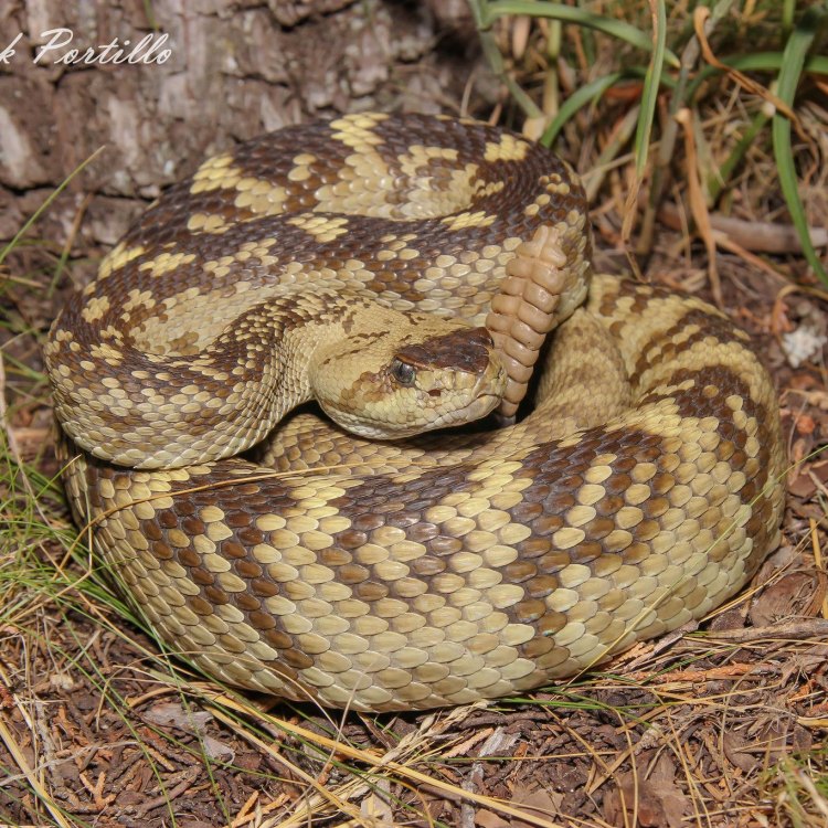 Unveiling the Stunning Beauty and Deadly Nature of the Ornate Black Tailed Rattlesnake