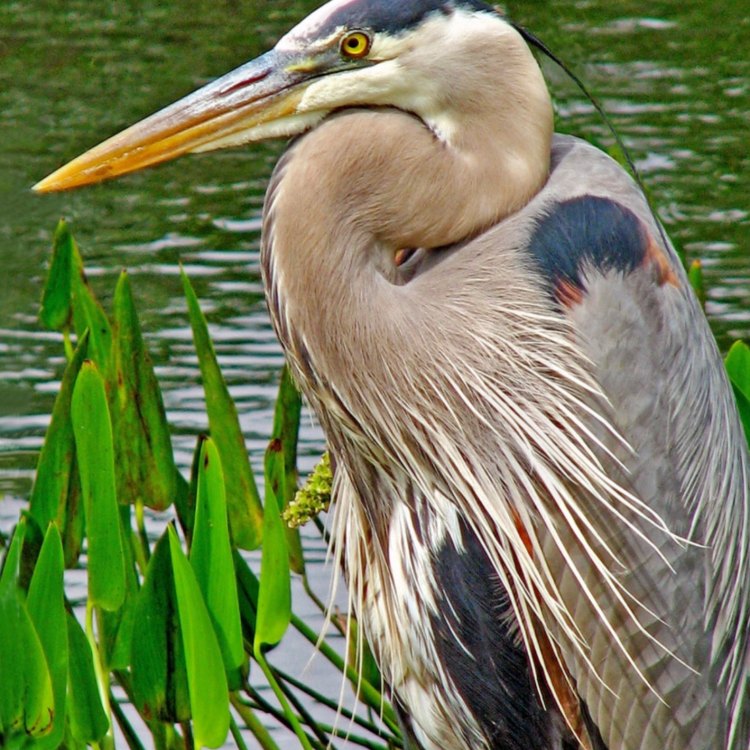 The Amazing Great Blue Heron: A Majestic Bird of Wetlands and Coastal Areas