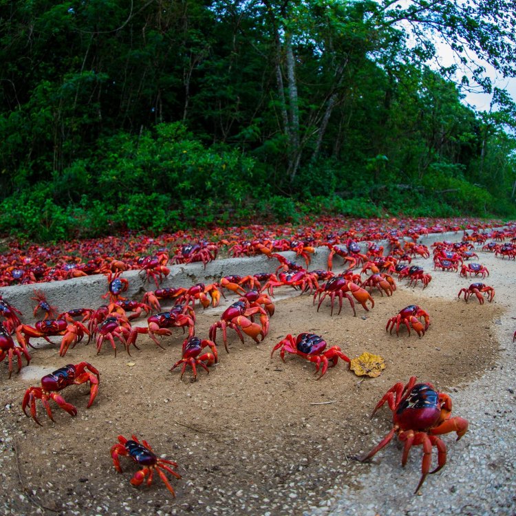 The Fascinating World of the Christmas Island Red Crab: A Unique and Colorful Species
