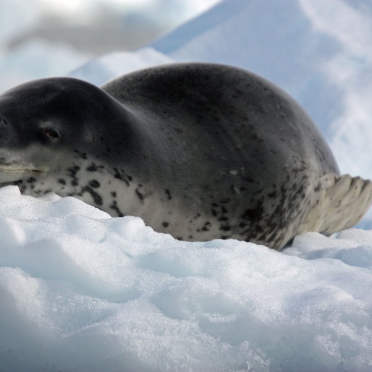 The Cunning and Endearing Leopard Seal of Antarctica