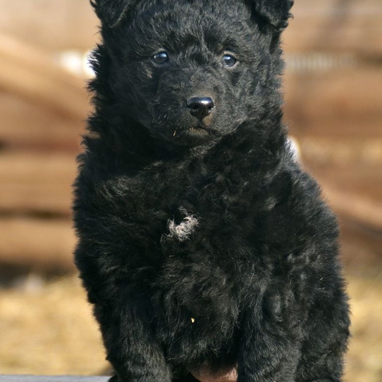The Mudi: A Unique Canine Breed from Hungary