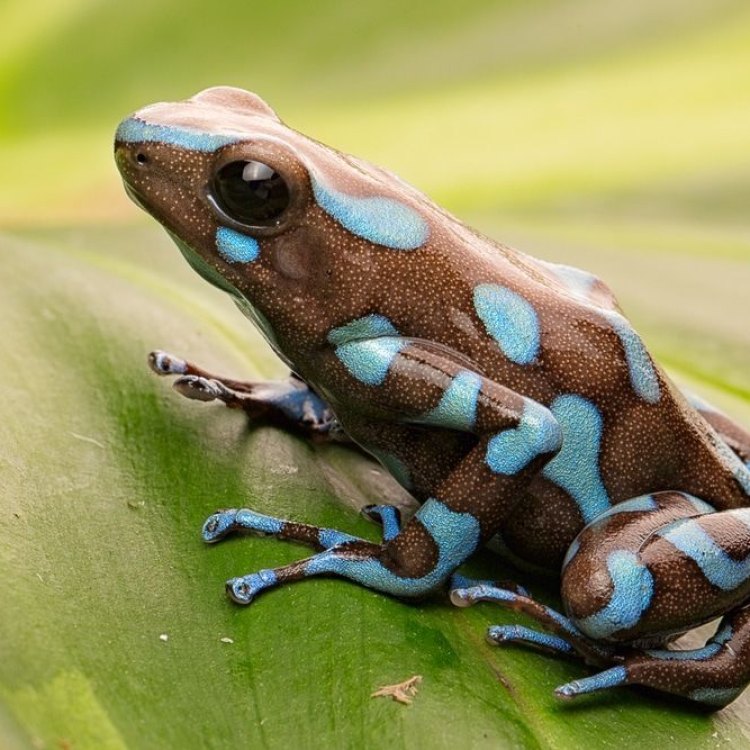 The Fascinating World of the Poison Dart Frog: A Closer Look at This Small but Deadly Amphibian
