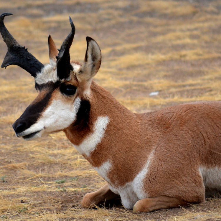 The Pronghorn Antelope: The Swiftest and Most Endangered Mammal in North America