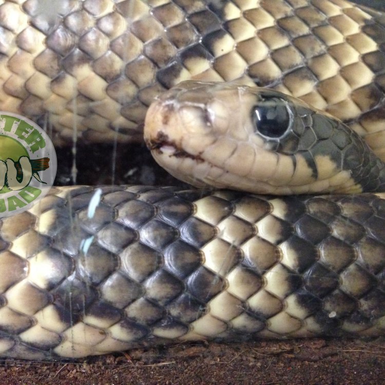 The Elusive False Cobra: Discovering the Hidden Charms of Malpolon moilensis