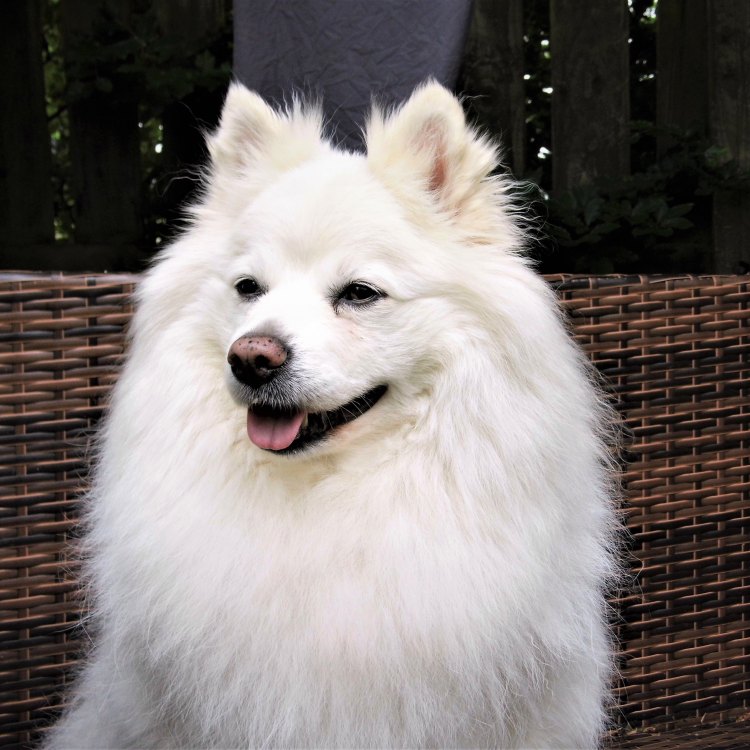 The Fascinating German Spitz: A Small Dog with a Big Personality
