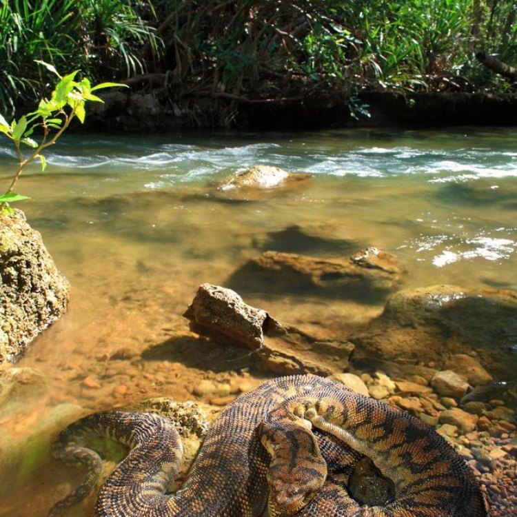 The Remarkable Arafura File Snake: A Powerful Hunter in the Depths of Northern Australia and Papua New Guinea