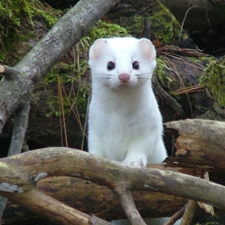 The Fascinating Ermine: The Snowy Predator of the North