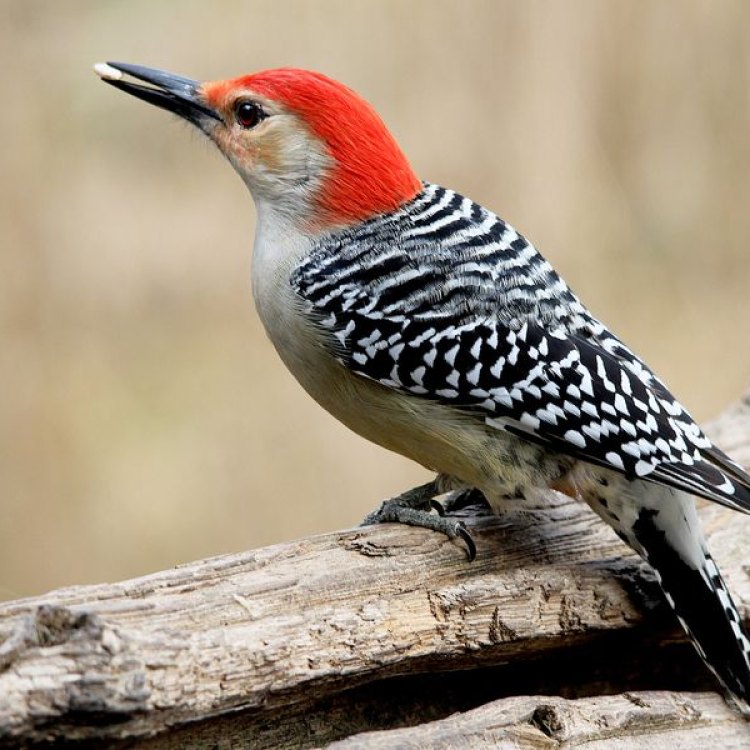 The Fascinating Red Bellied Woodpecker - A Master of the Forest
