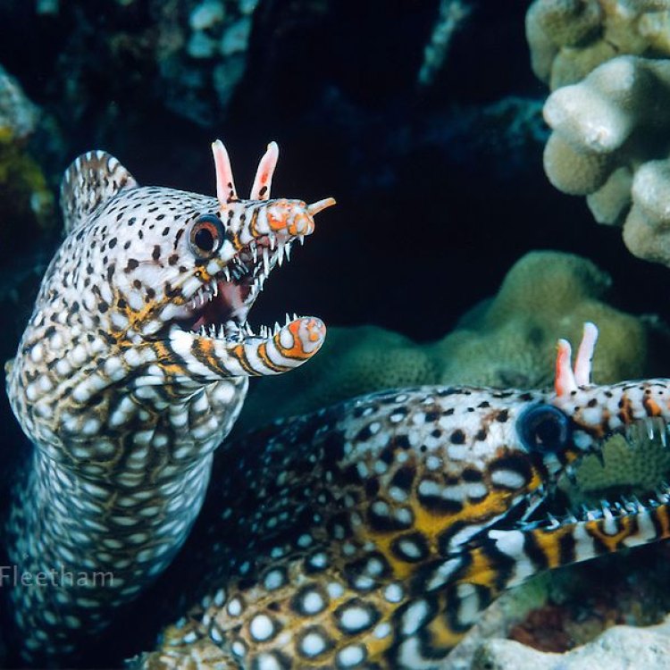 The Elusive and Enigmatic Dragon Eel: Uncovering the Mystery Behind This Fascinating Creature