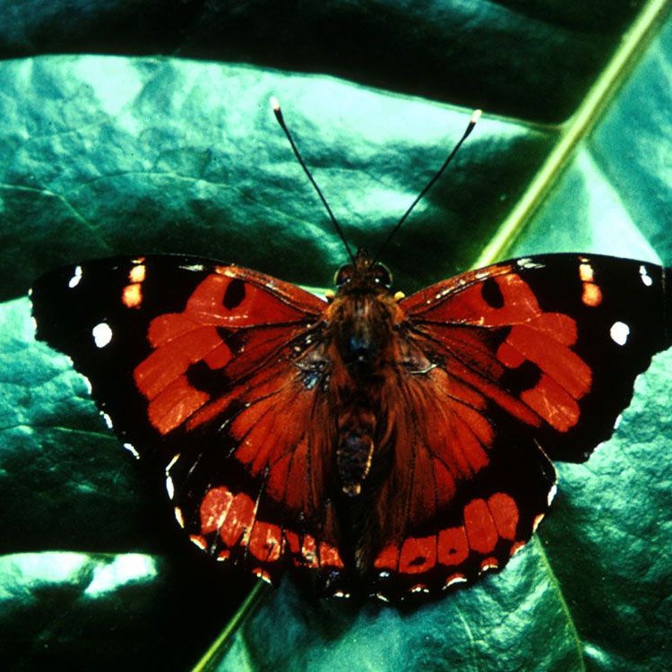 The Majestic Kamehameha Butterfly: A Rare and Beautiful Native of Hawaii