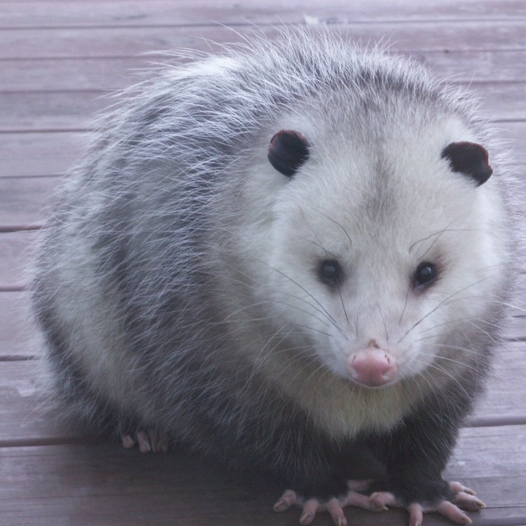 The Fascinating World of Opossums: Misunderstood Creatures of North and South America