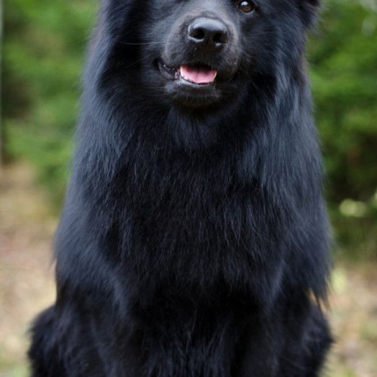 The Swedish Lapphund: A Versatile and Adorable Canine Companion