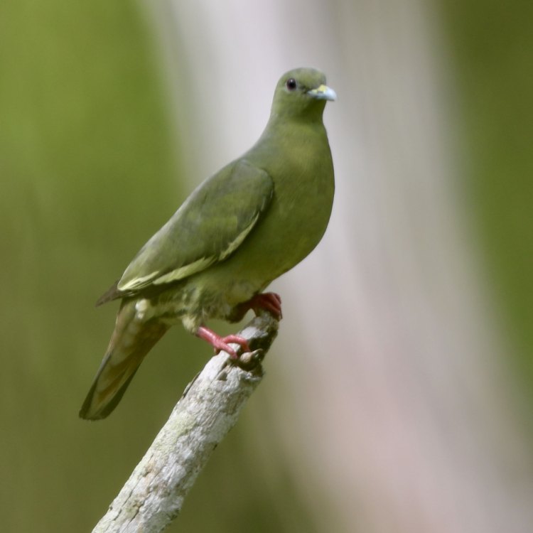 The Enigmatic Pink Necked Green Pigeon of Southeast Asia