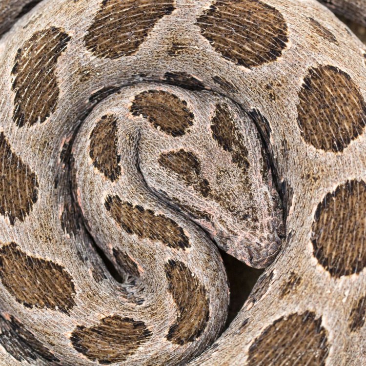 The Secretive Venomous Snake: Russels Viper