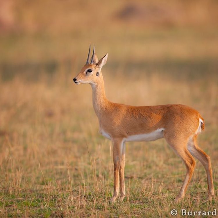 The Graceful Oribi: A Small but Remarkable Antelope of the African Savannas