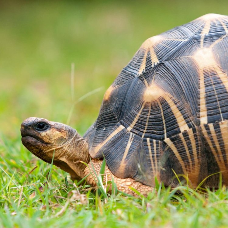 The Radiated Tortoise: A Star in the World of Reptiles