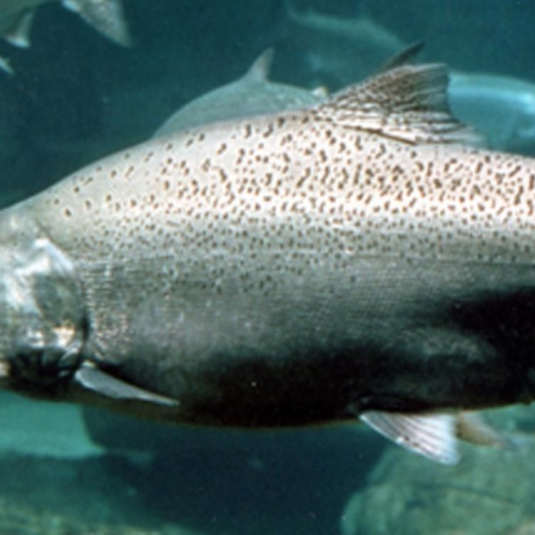 The Chinook Salmon: The Mighty King of the Pacific
