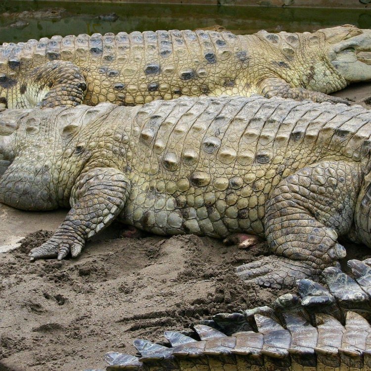 The Mighty Orinoco Crocodile: A Living Dinosaur in the Modern World