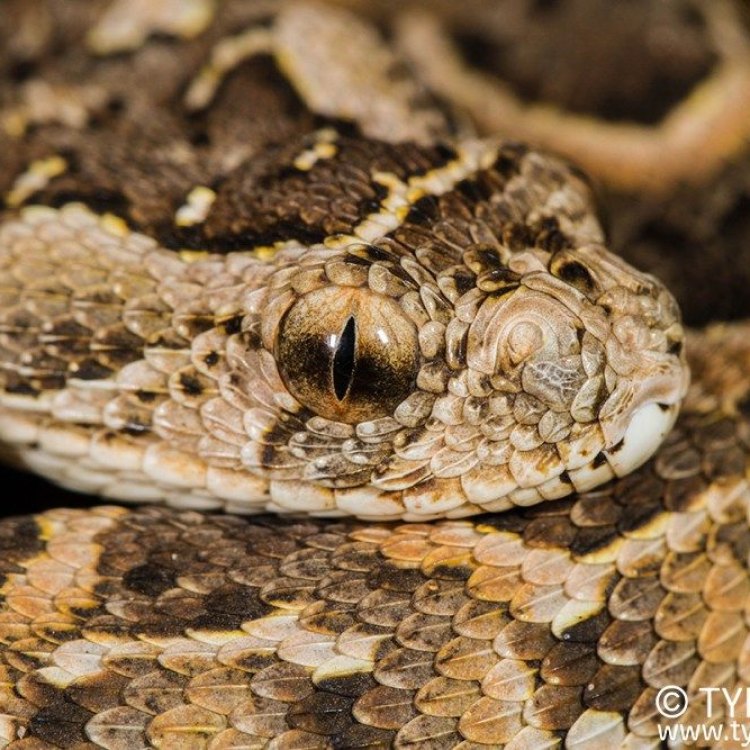 The Deadly and Mysterious Puff Adder of Africa