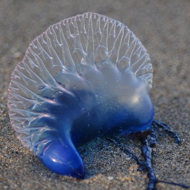 The Fascinating World of the Man Of War Jellyfish