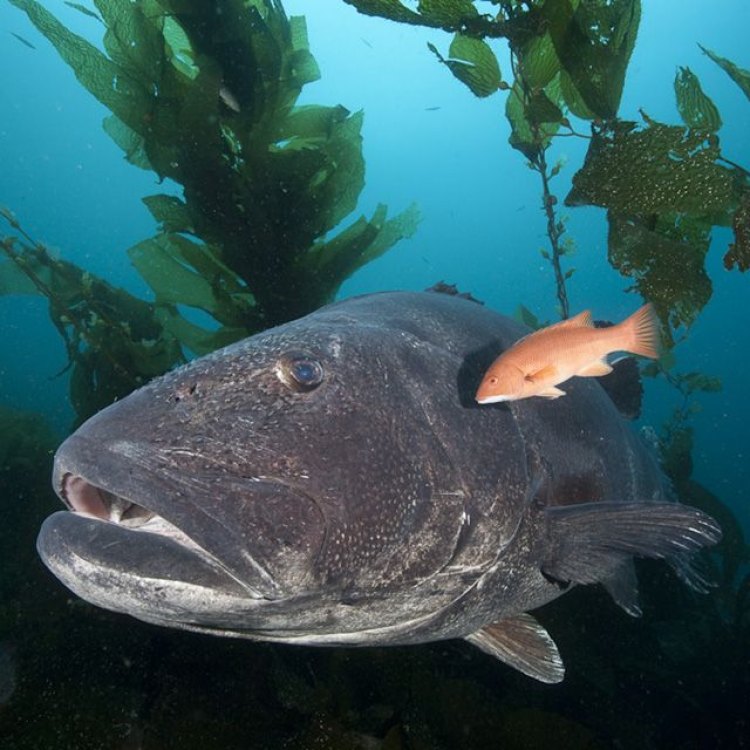 The Magnificent Sea Bass: A Master of the Sea