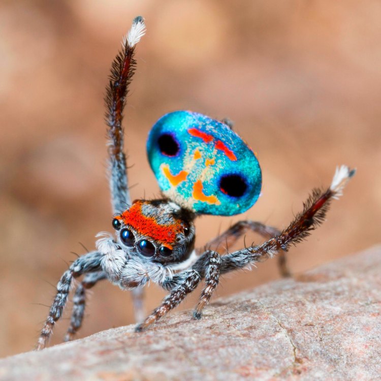 A Definitive Guide to Spiders: Nature's Intriguing Creations