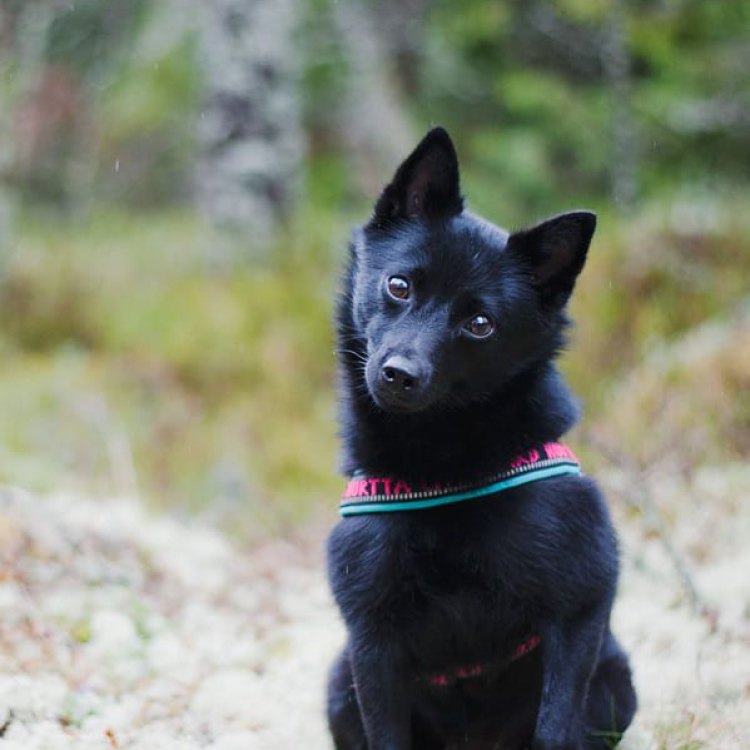 Schipperke: The Petite and Mighty Canine Companion