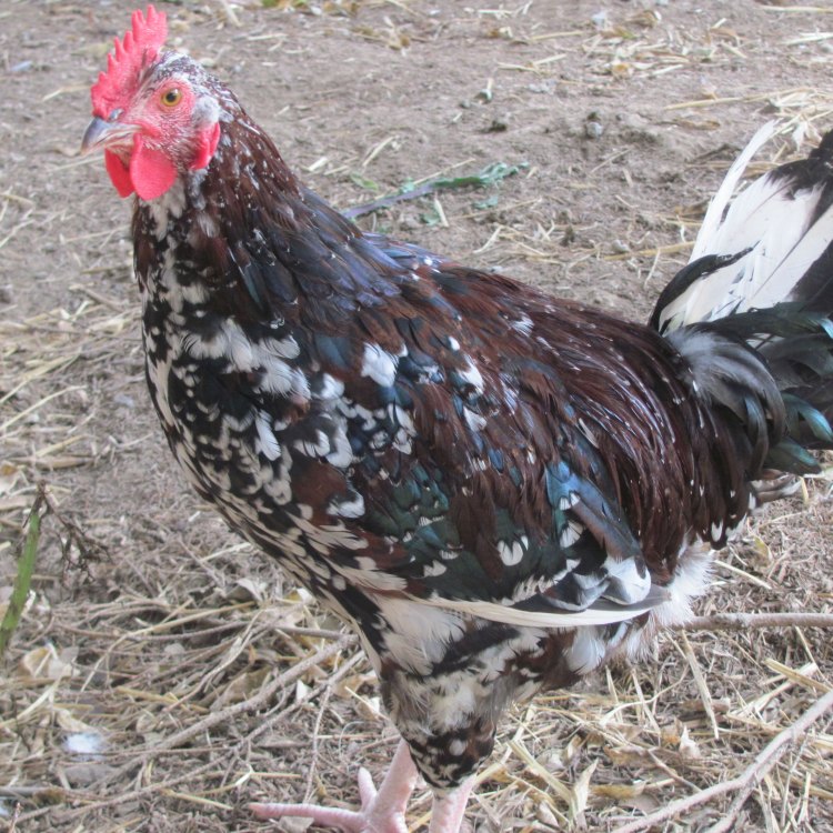 The Sussex Chicken: A Domesticated Delight from Sussex, England