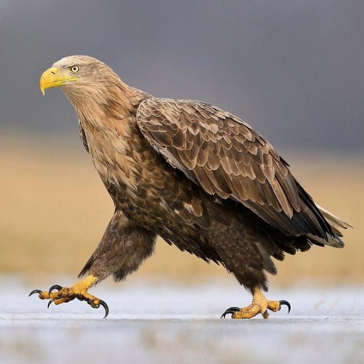 The Mighty Hunter: Getting to Know the White-Tailed Eagle
