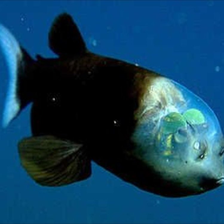 Rare and Mysterious: The Fascinating World of the Barreleye Fish