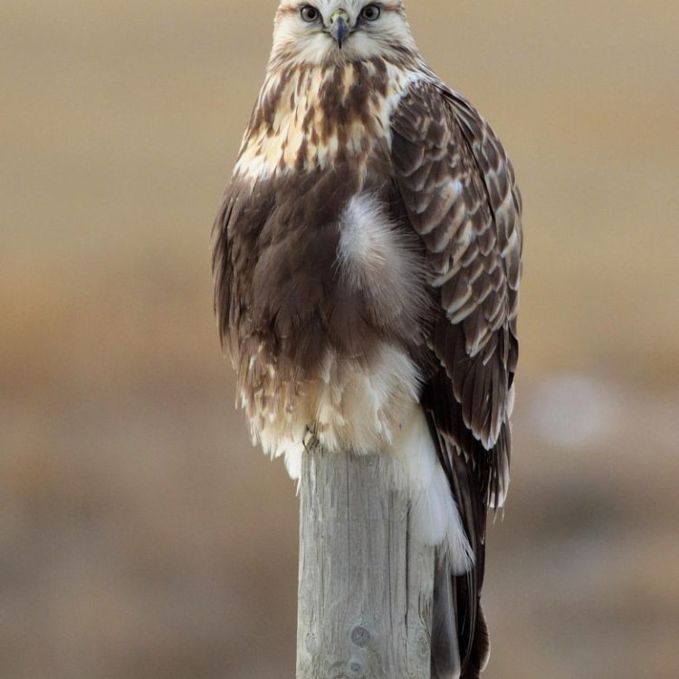 The Story of the Majestic Rough Legged Hawk