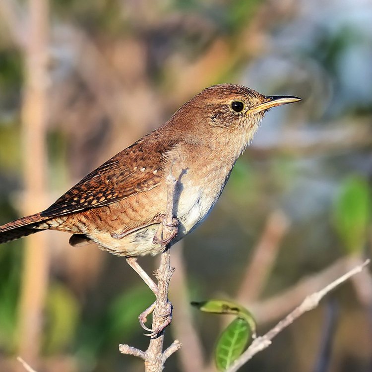 The Quirky House Wren: A Tiny Bird with a Big Personality